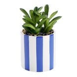 Plante artificielle succulente pot bayad&egrave;re rayures color&eacute;es &Oslash;8xH15,5cm (2 mod&egrave;les)