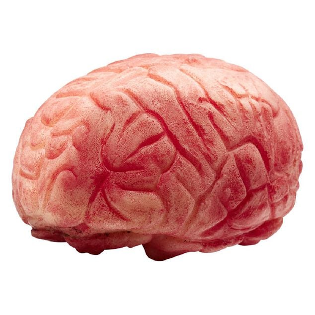Faux cerveau en plastique