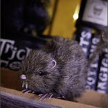 Rat noir ou marron d&eacute;coration Halloween