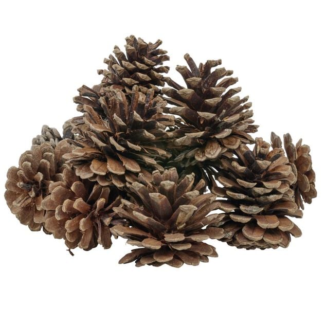 D&eacute;coration pomme de pin - Filet de 220g