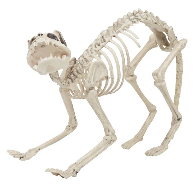 Squelette chat Halloween