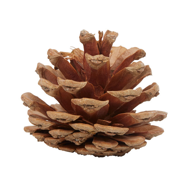 Pomme de pin naturel d&eacute;coration