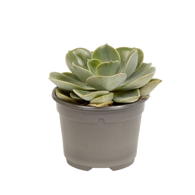 Plante naturelle succulente en pot &Oslash;9xH20cm
