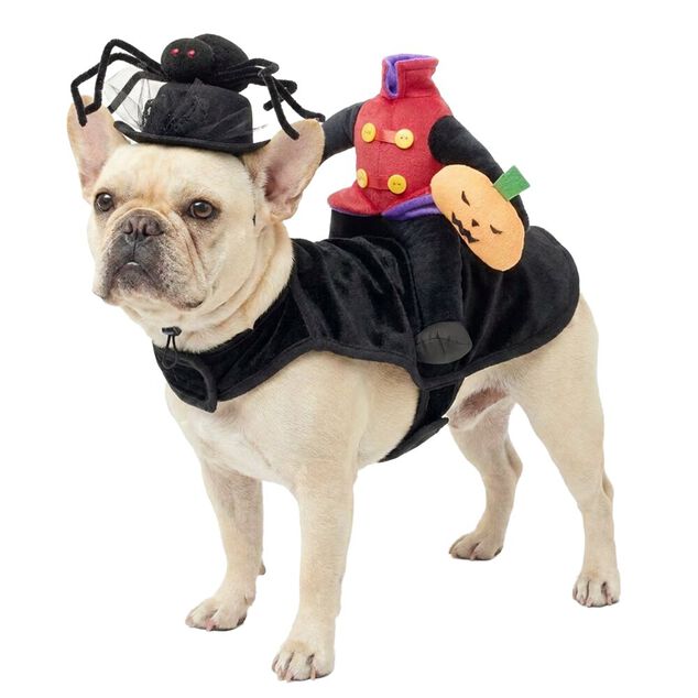 Chapeau pour animal d&eacute;guisement Halloween araign&eacute;e noir &Oslash;13,5xH11,5cm