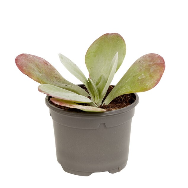 Plante naturelle succulente en pot &Oslash;9xH20cm