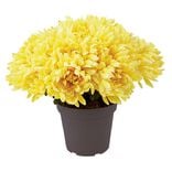 Chrysanth&egrave;mes artificiels dans pot - 29 t&ecirc;tes - Jaune