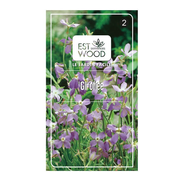 Semence giroflee du soir violet