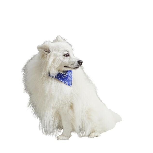 Collier bandana pour chien taille L polyester bleu