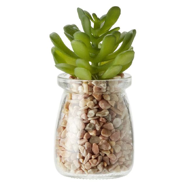 Plante en pot avec cailloux Ø5,5 cm