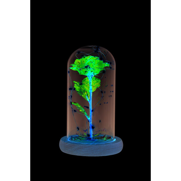Rose sous cloche en verre avec LED &Oslash;11,8xH19,5cm