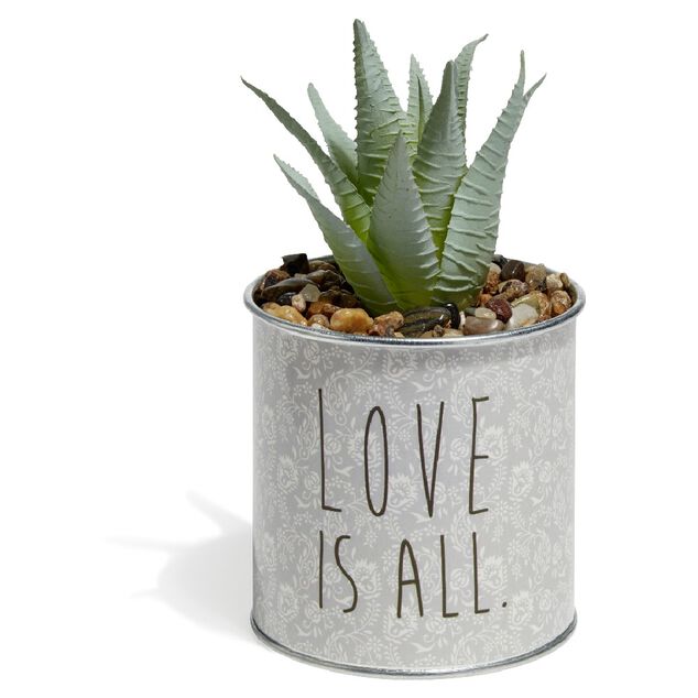 Plante Aloe Vera en pot