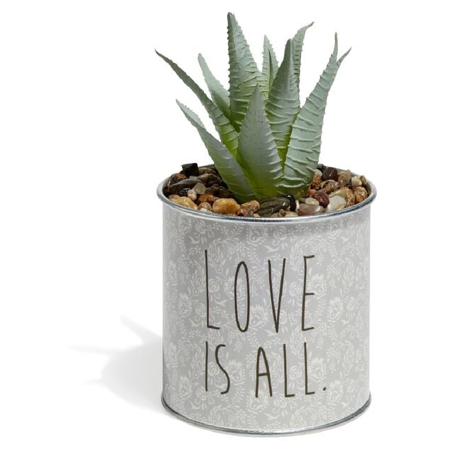 Plante Aloe Vera en pot