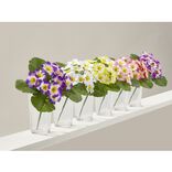 Piquet pens&eacute;e violette