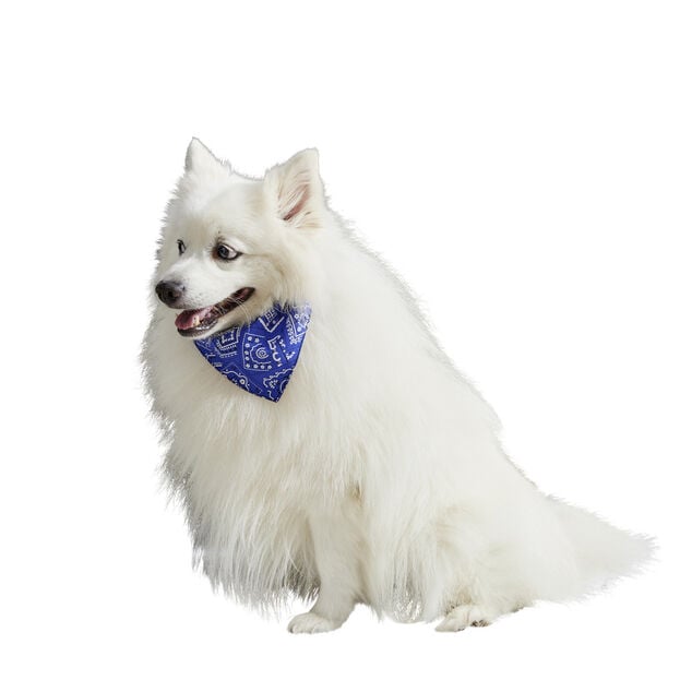 Collier bandana pour chien taille L polyester bleu