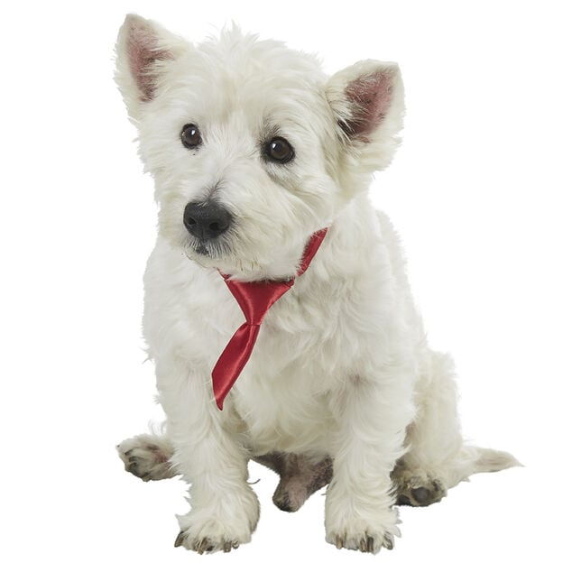 Cravate pour chien noire ou rouge