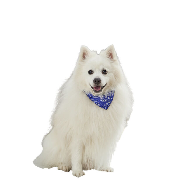 Collier bandana pour chien taille L polyester bleu