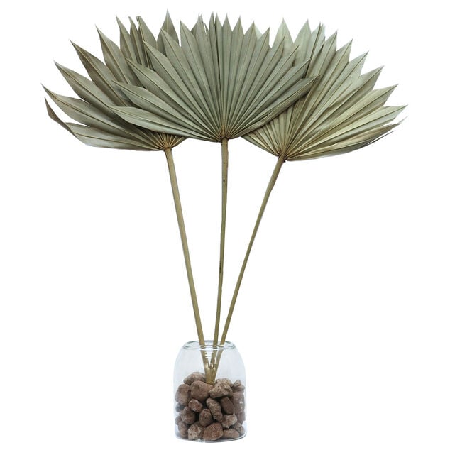 Feuille de palmier s&eacute;ch&eacute;e naturelle H55cm x3