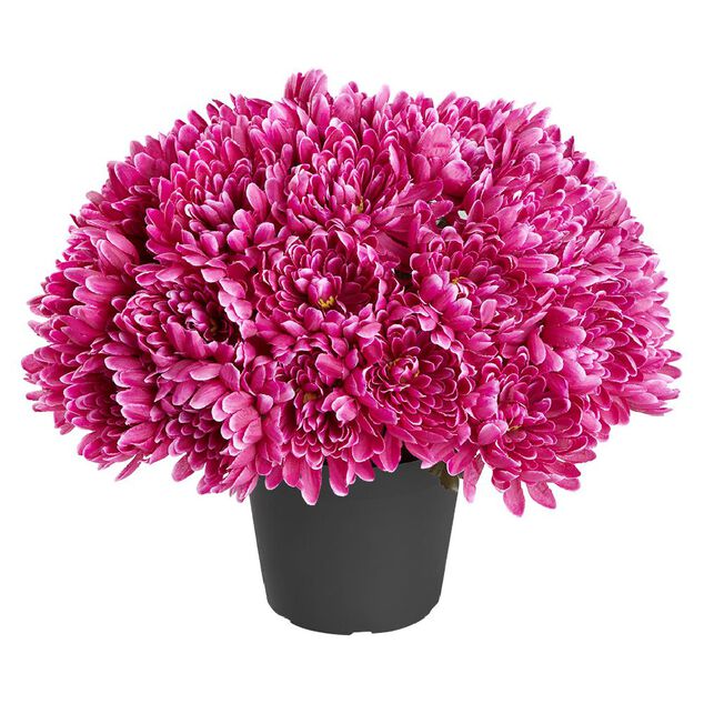 Chrysanth&egrave;mes artificiels dans pot - 29 t&ecirc;tes - Violet