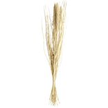 Bouquet Foxtail s&eacute;ch&eacute; marron H85cm