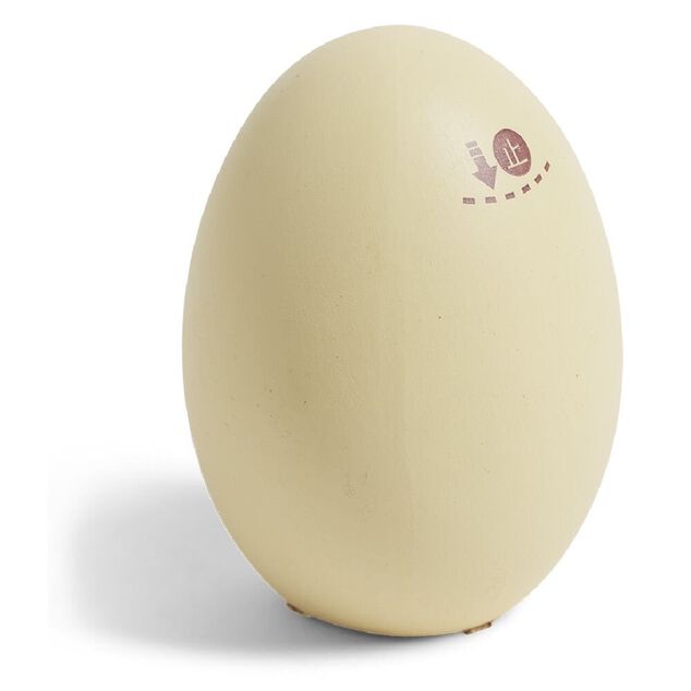 Haricot magique dans oeuf avec message