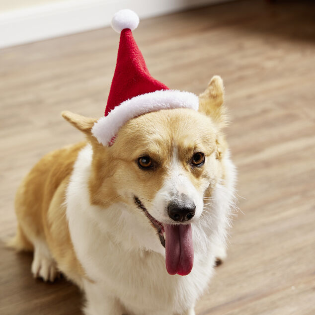 Bonnet pour chien Père Noël L17xH13cm