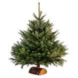 Sapin de Noël naturel Nordmann 175 cm