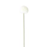 Fleur artificielle 1 tige allium blanc H72cm