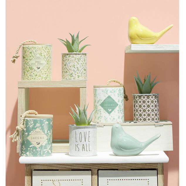 Plante Aloe Vera en pot