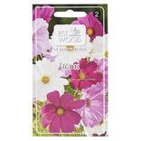 Semence cosmos bipinnatus fuchsia
