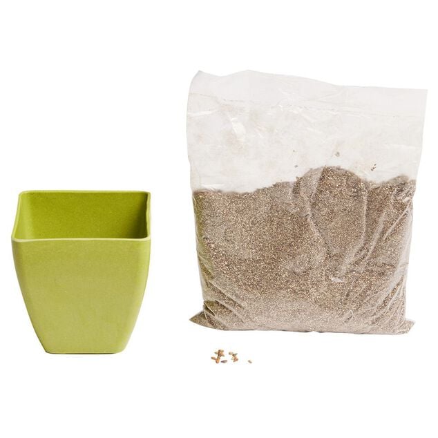 Le kit du mini jardinier pots en bambou substrat et graines