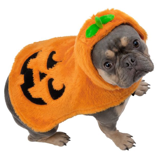 Déguisement chien Halloween pull capuche citrouille orange S/M