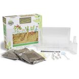 Vivarium d'observation racines de l&eacute;gumes