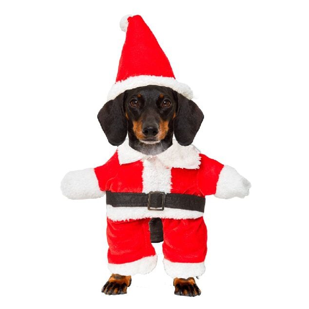 D&eacute;guisement de P&egrave;re No&euml;l pour chien effet humain taille M/L
