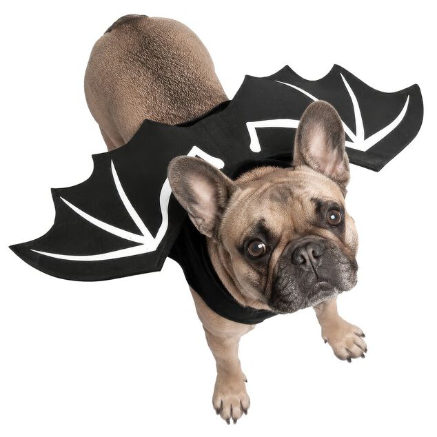 Déguisement chien Halloween ailes de chauve-souris noir L/XL