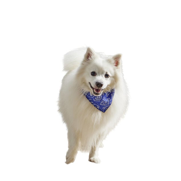 Collier bandana pour chien taille L polyester bleu