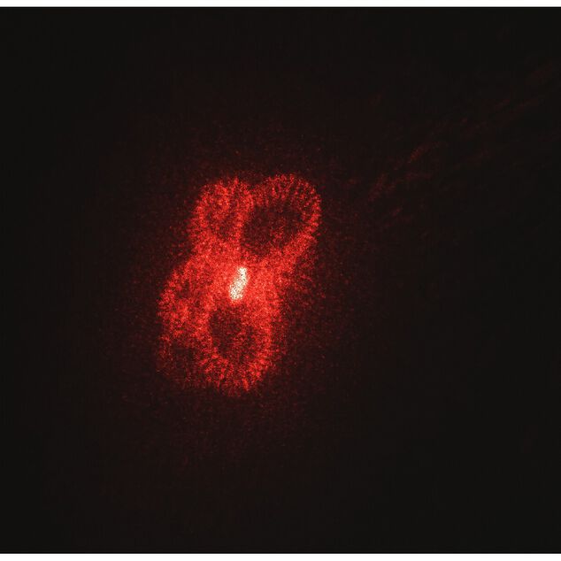 Laser pour chien ou chat avec 5 motifs diff&eacute;rents