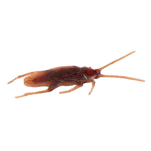 Insecte factice x12 farce et attrape plastique marron