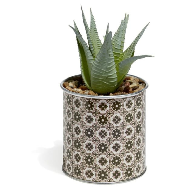 Plante Aloe Vera en pot